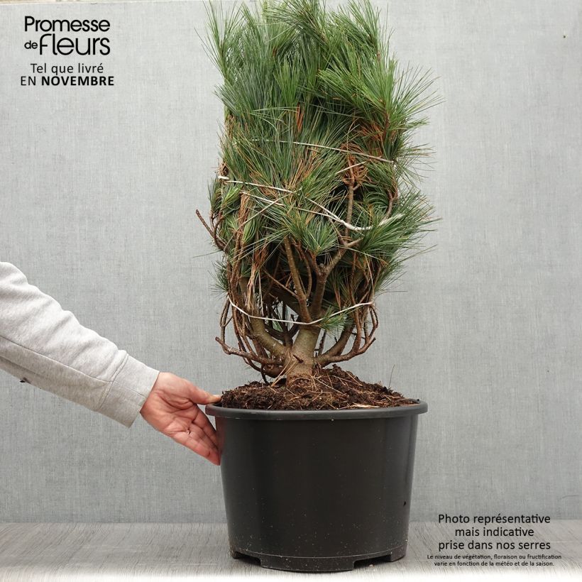 Pin de Weymouth - Pinus strobus Secrest - Pot 15L sample as delivered in autumn