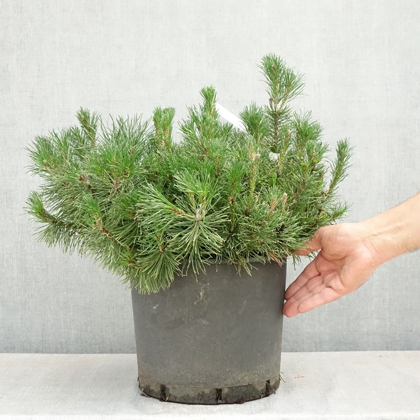 Pinus mugo subsp. mugo - Dwarf Mountain Pine 7.5L/10L potShipped height around 30/40cm sample as delivered in spring