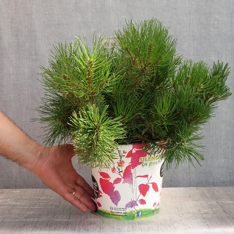 Pinus mugo subsp. mugo - Dwarf Mountain Pine 4L/5L potShipped height around 20cm sample as delivered in summer