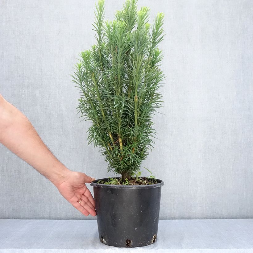 Cephalotaxus harringtonia Fastigiata 7.5L/10L pot sample as delivered in summer