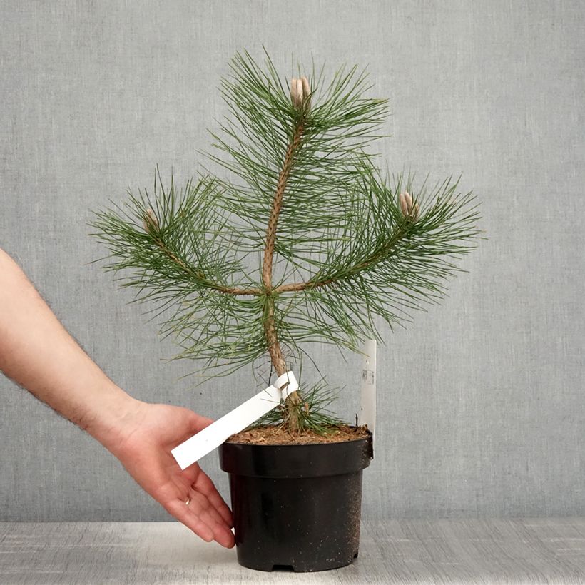 Austrian black pine - Pinus nigra nigra 2L/3L potShipped height around 30/40cm sample as delivered in spring