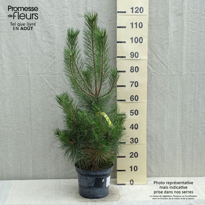 Austrian black pine - Pinus nigra nigra 7.5L/10L pot sample as delivered in summer