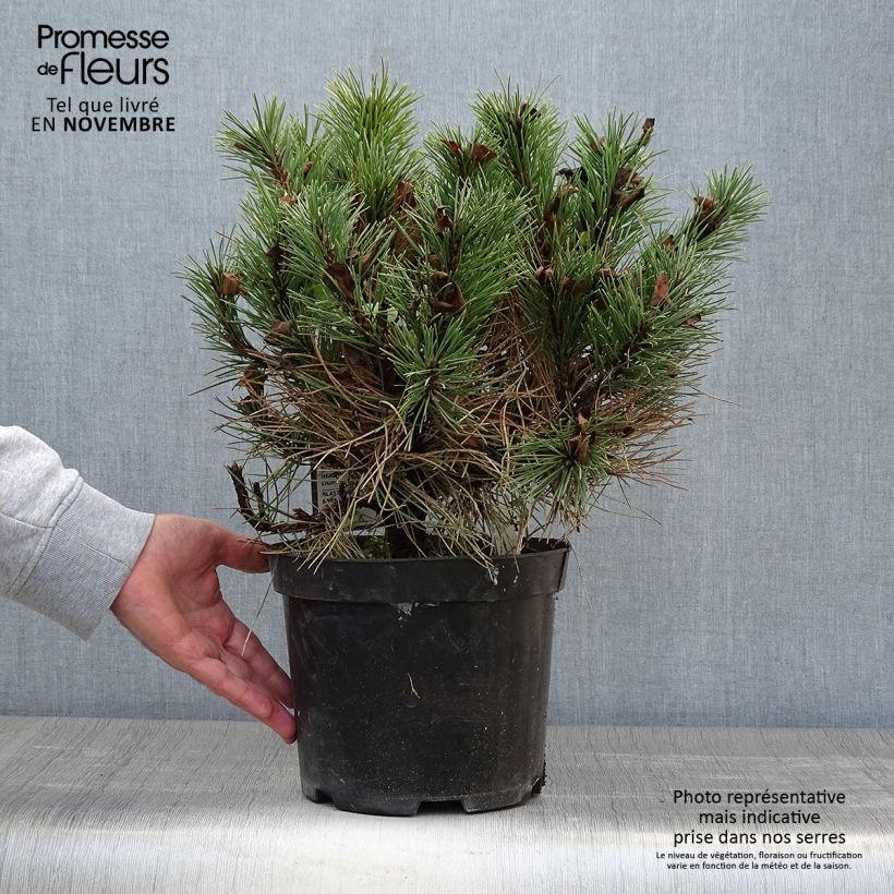 Pin noir nain - Pinus nigra Nana en pot de 4L/5L sample as delivered in autumn