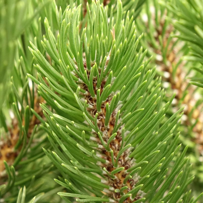 Black pine - Pinus nigra Oregon Green (Foliage)