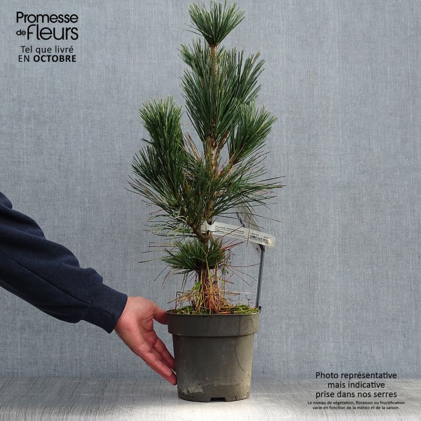 Pinus flexilis Vanderwolfs Pyramid -Felxible Pine 2L/3L pot sample as delivered in autumn