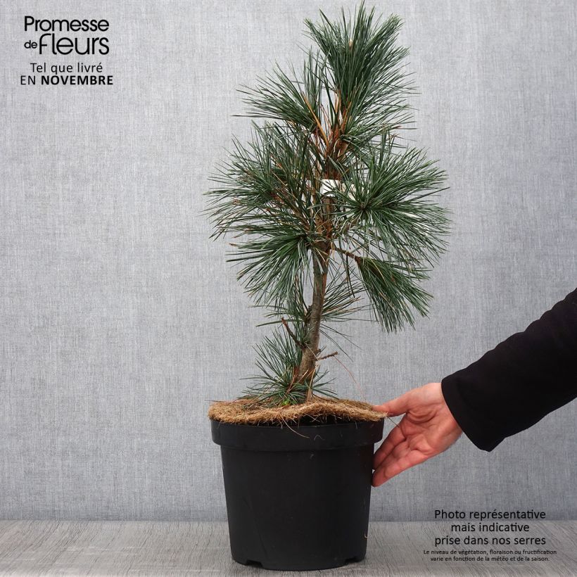 Pinus flexilis Vanderwolfs Pyramid -Felxible Pine 7.5L/10L pot sample as delivered in autumn