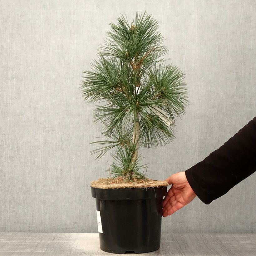 Pinus flexilis Vanderwolfs Pyramid -Felxible Pine 7.5L/10L potShipped height around 60/80cm sample as delivered in spring