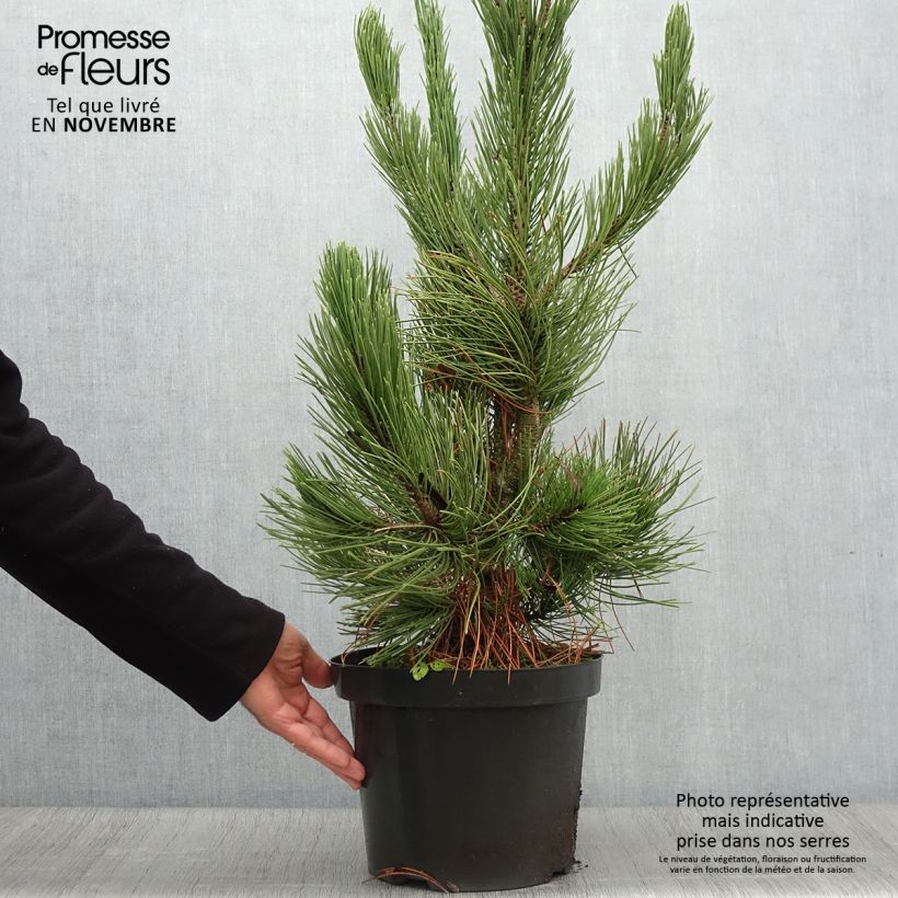 Pinus heldreichii Satellit - Bosnian Pine 7.5L/10L pot sample as delivered in autumn