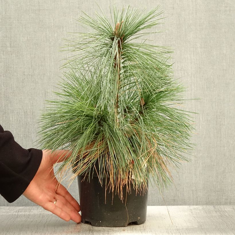 Pin - Pinus schwerinii Wiethorst en pot de 2l/3l sample as delivered in autumn