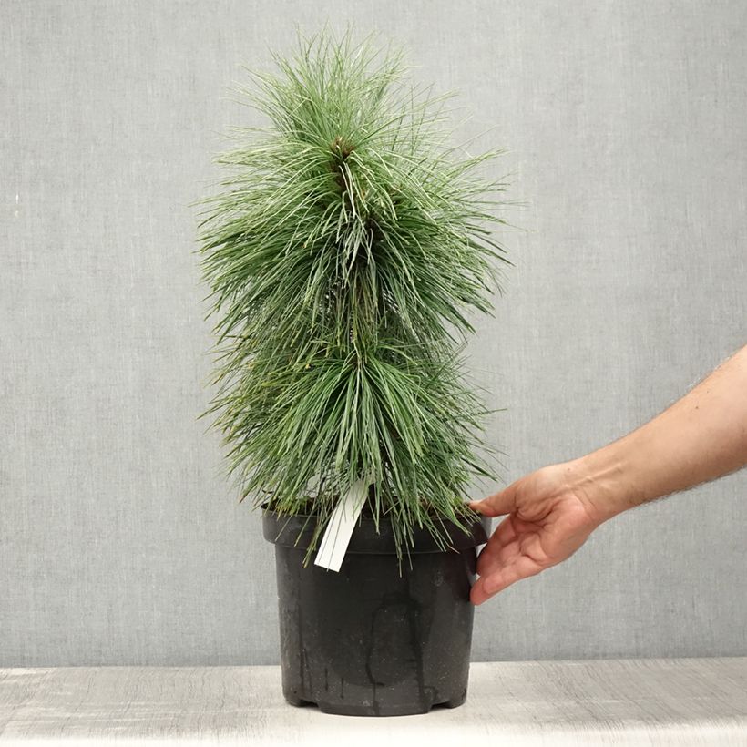 Pinus schwerinii Wiethorst 7.5L/10L pot sample as delivered in summer