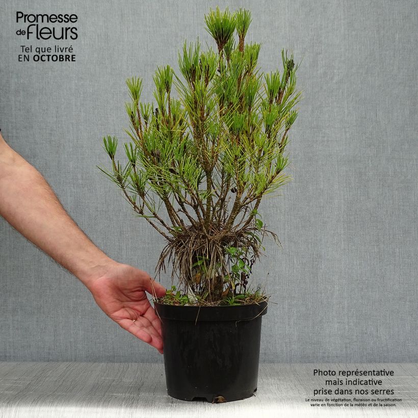 Pin rouge du Japon - Pinus densiflora Alice Verkade                 Pot de 4L/5L sample as delivered in autumn