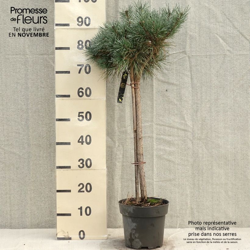 Pin sylvestre nain - Pinus sylvestris Chantry Blue - Pot de 4L/5L sample as delivered in autumn