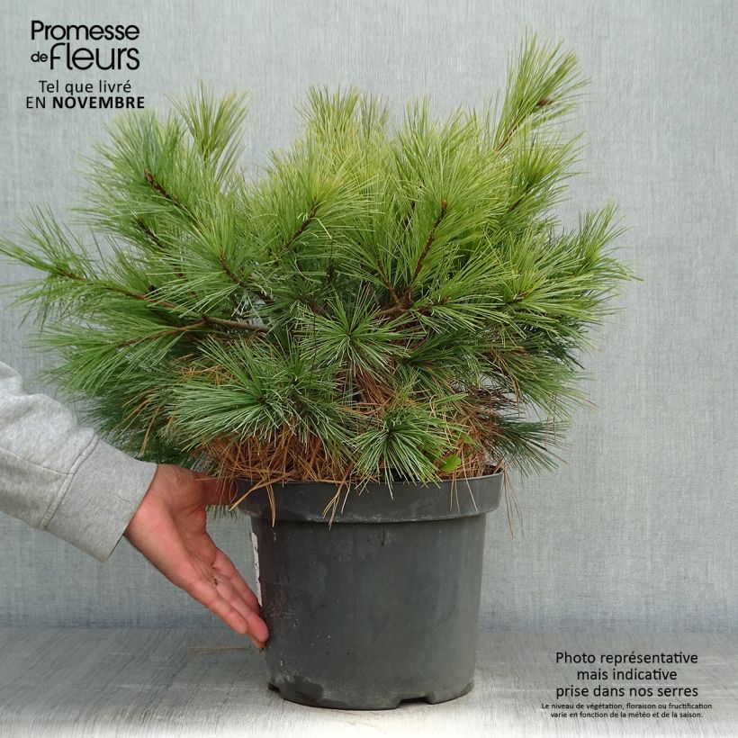 Pin Weymouth - Pinus strobus Blue Shag en pot de 7,5l/10l sample as delivered in autumn