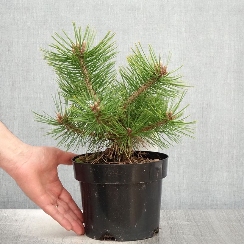 Pinus densiflora Jane Kluis - Japanese Red Pine sample as delivered in spring
