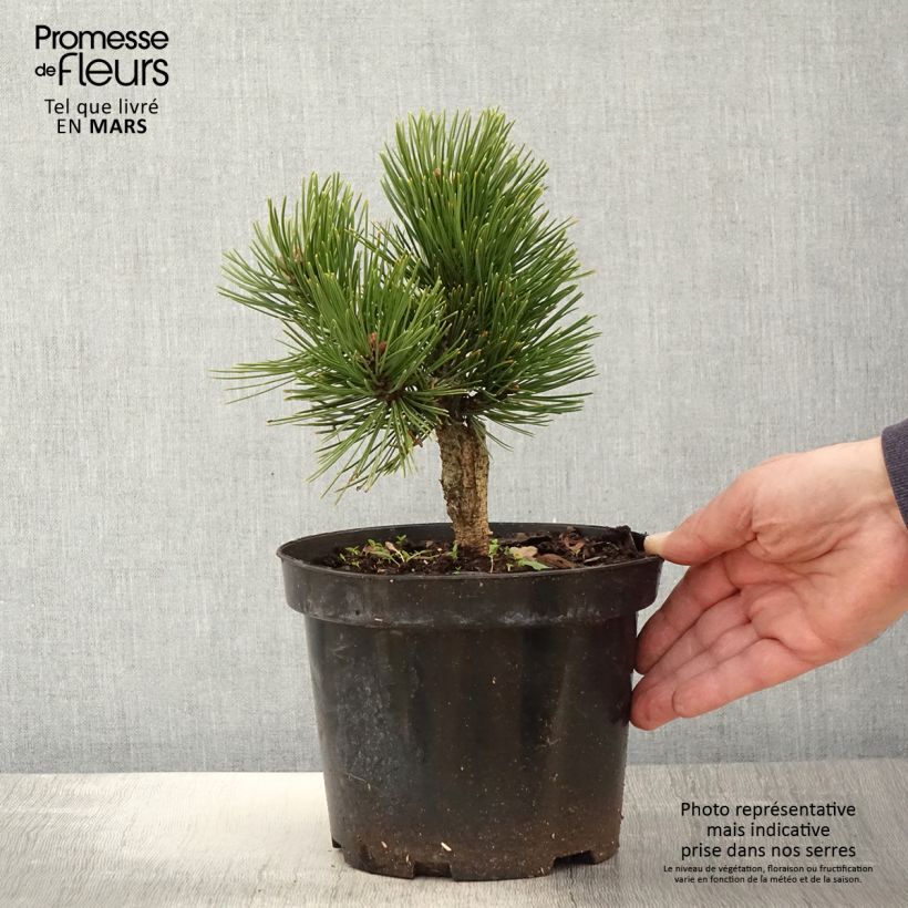 Pinus heldreichii Smidtii - Bosnian Pine sample as delivered in spring