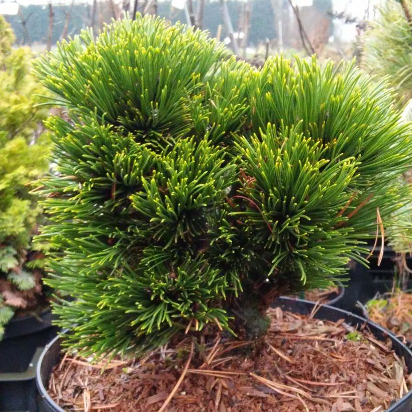 Pinus heldreichii Smidtii - Bosnian Pine (Plant habit)
