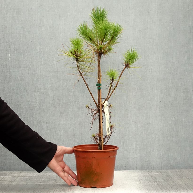 Pinus insignis - Monterey Pine 2L/3L pot sample as delivered in autumn