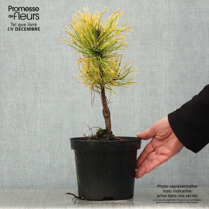 Pinus mugo Golden Glow - Dwarf Mountain Pine 3L/4L pot sample as delivered in autumn