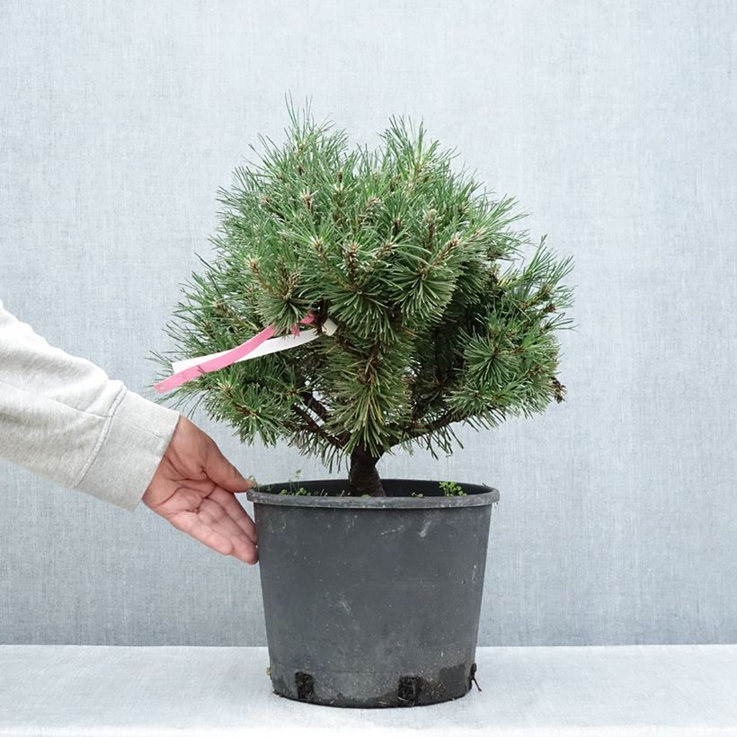 Pinus mugo Humpy - Dwarf Mountain Pine 7.5L/10L pot sample as delivered in summer