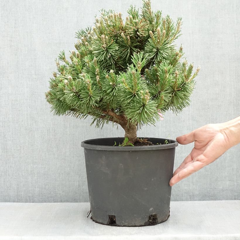 Pinus mugo Humpy - Dwarf Mountain Pine 4L/5L pot sample as delivered in spring