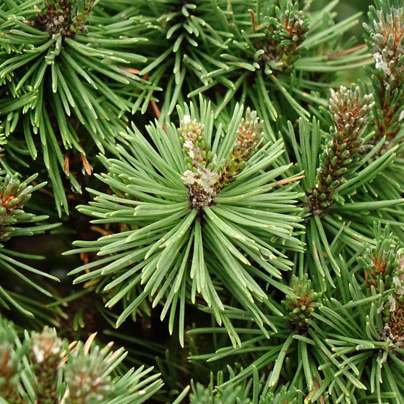 Pinus mugo Humpy - Dwarf Mountain Pine (Foliage)