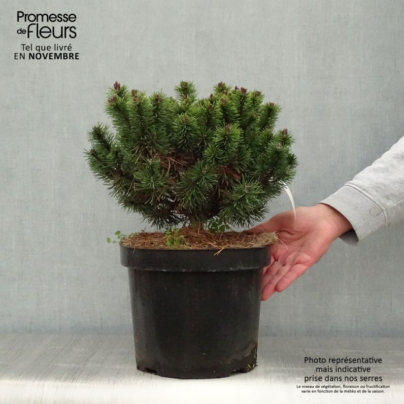Pinus mugo Mops - Dwarf Mountain Pine 4L/5L pot sample as delivered in autumn