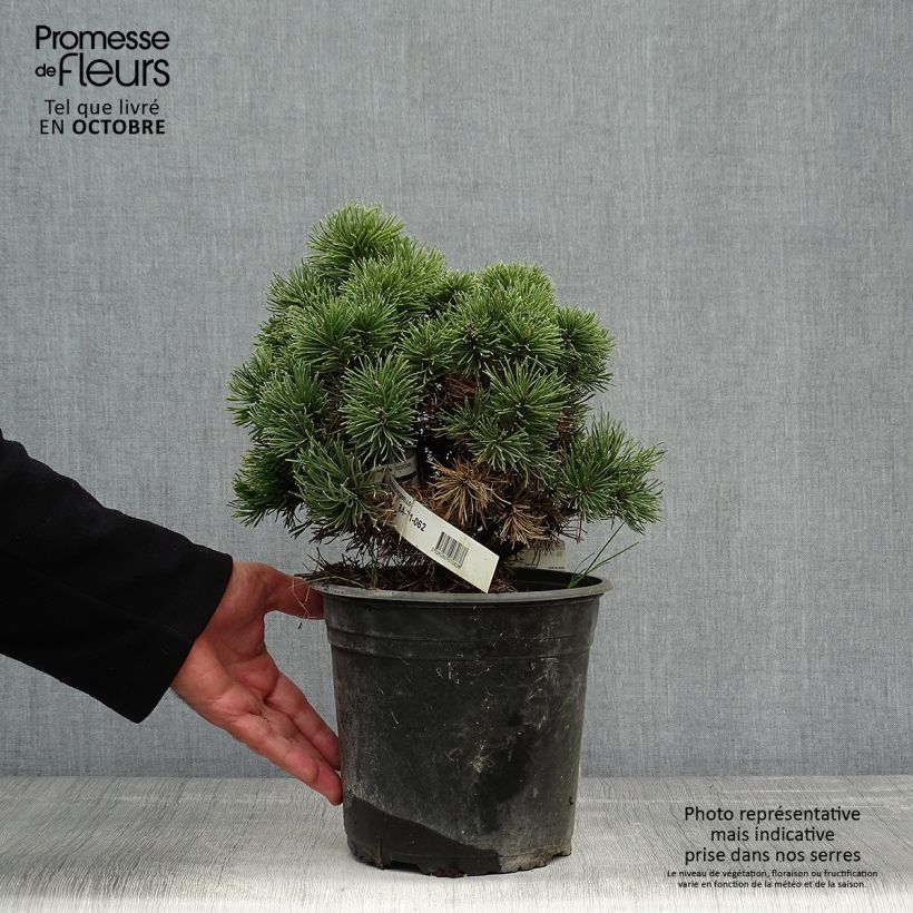 Pinus mugo Picobello - Dwarf Mountain Pine 2L/3L pot sample as delivered in autumn