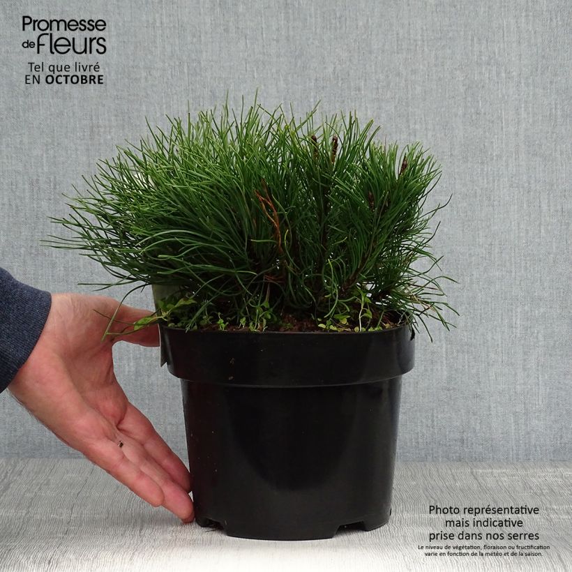 Pinus mugo pumilio - Pot de 3L                     sample as delivered in autumn