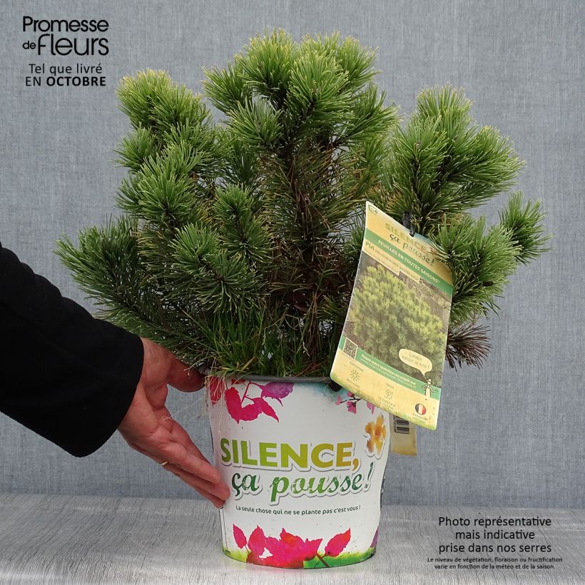 Pinus mugo Winter Gold - Dwarf Mountain Pine 2L/3L pot sample as delivered in autumn