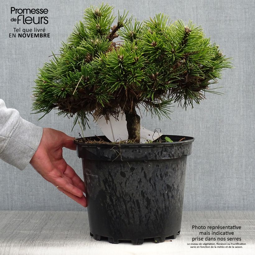 Pinus nigra Agnes Brégeon - Black Pine 6L/7L pot sample as delivered in autumn