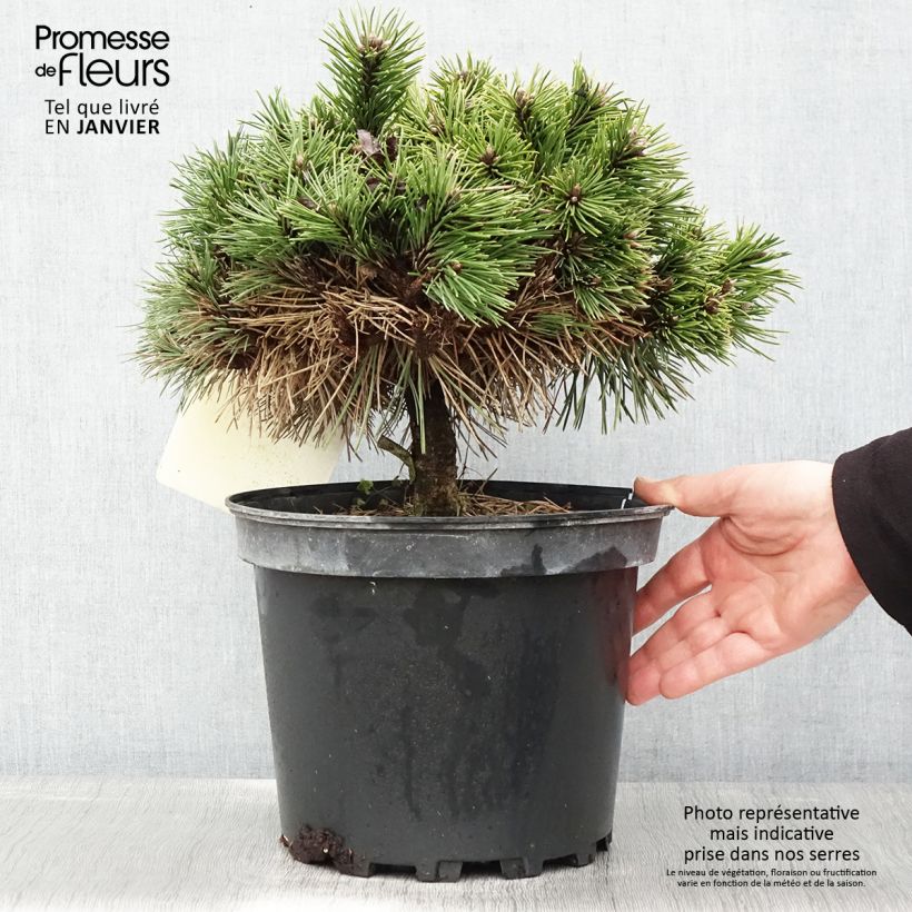 Pinus nigra Agnes Brégeon - Pin noir  Pot de 6L sample as delivered in winter