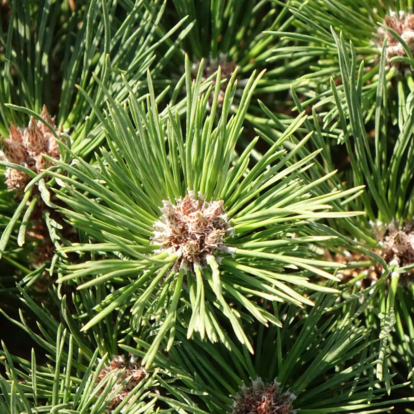 Pinus nigra Pierrick Bregeon - Black Pine (Foliage)