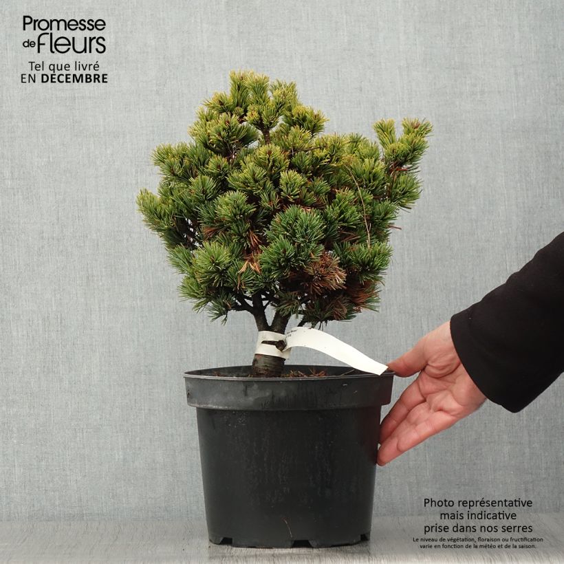 Pinus parviflora Beran - Japanese White Pine 4L/5L pot sample as delivered in autumn