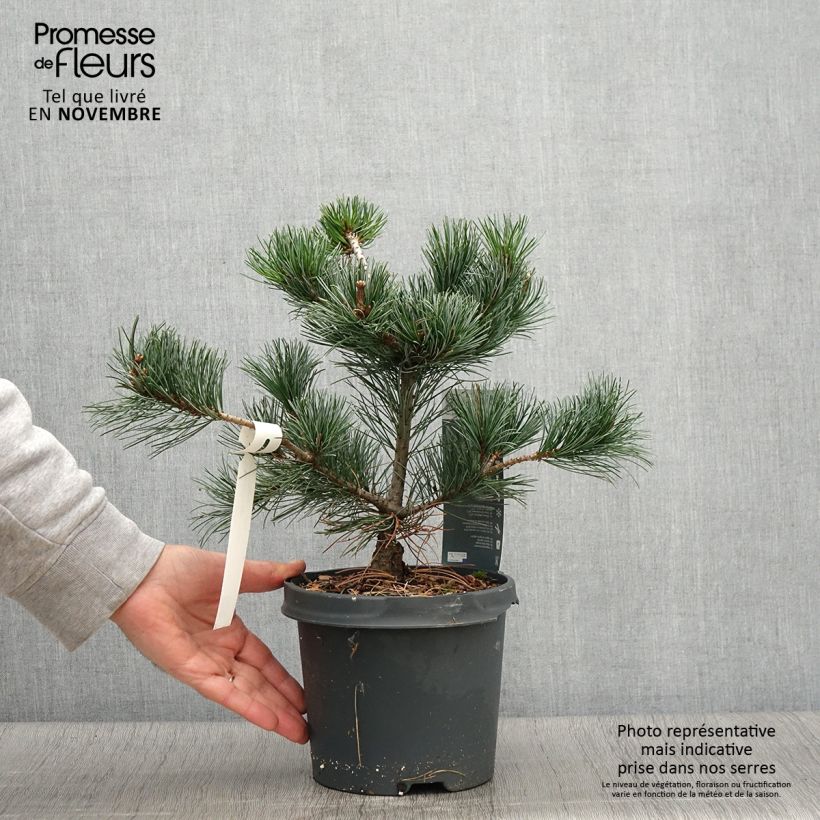 Pinus parviflora Negishi - Pin blanc japonais Pot de 4L/5L sample as delivered in autumn