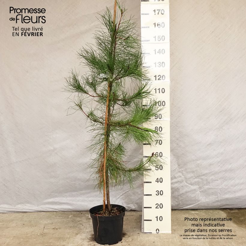 Pinus pinaster - Pin maritime pot de 10L sample as delivered in winter