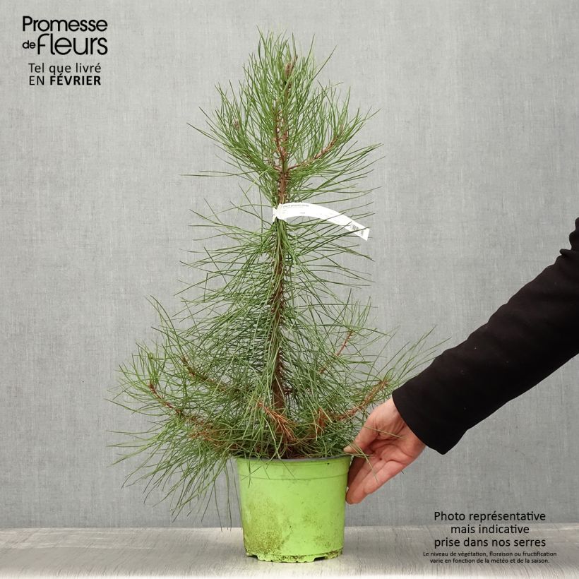 Pinus pinaster - Pin maritime pot de 3L sample as delivered in winter