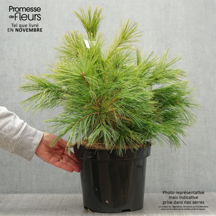 Pinus strobus Minima - Eastern White Pine 7.5L/10L pot sample as delivered in autumn