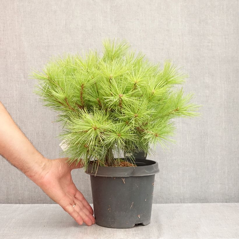 Pinus strobus Minima - Eastern White Pine 2L/3L pot sample as delivered in summer