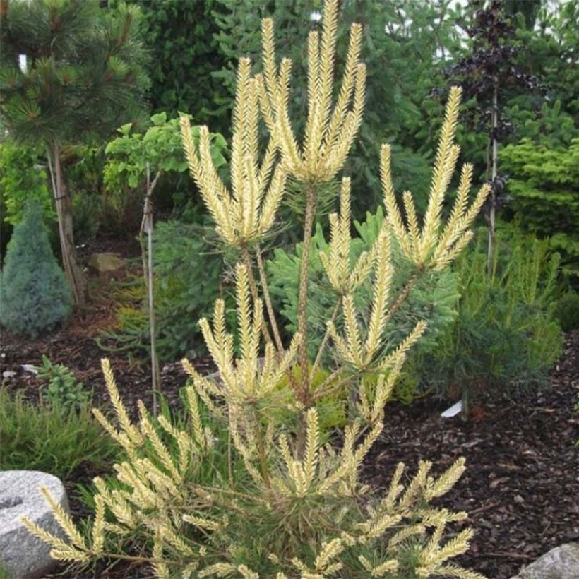 Pinus sylvestris Bialogon - Scots Pine (Foliage)