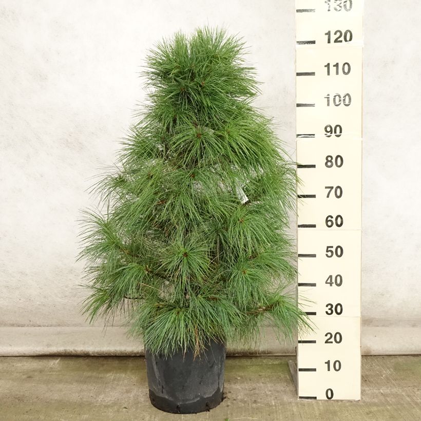 Pinus wallichiana - Bhutan Pine 18L/20L pot sample as delivered in summer