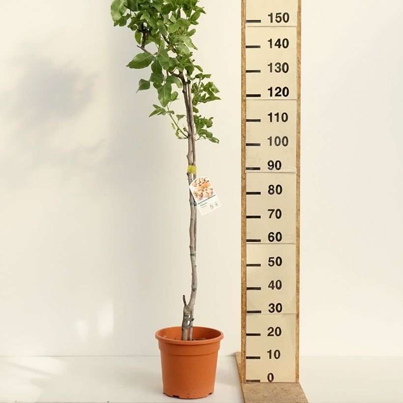 Pistacia vera Kerman 7.5L/10L potShipped height around 150cm sample as delivered in spring