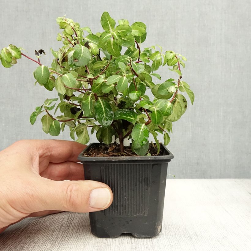 Pittosporum tenuifolium Brin de Soleil 8/9 cm pot sample as delivered in autumn