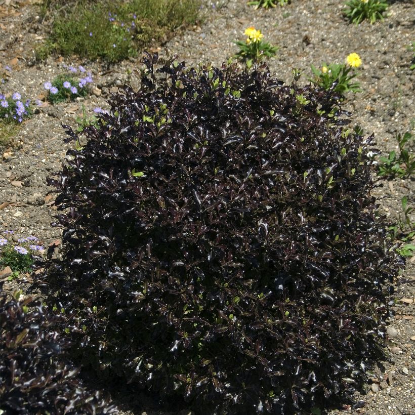 Pittosporum tenuifolium Dark Diva Hutdiv - Kohuhu (Plant habit)