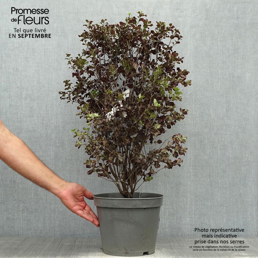 Pittosporum tenuifolium Dark Diva - Pittospore à petites feuilles Pot de 7.5L sample as delivered in autumn