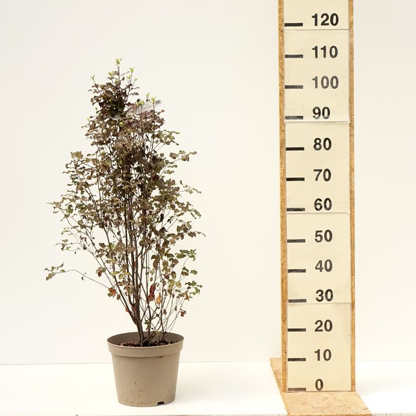 Pittosporum tenuifolium Dark Diva Hutdiv - Kohuhu 4L/5L pot sample as delivered in summer