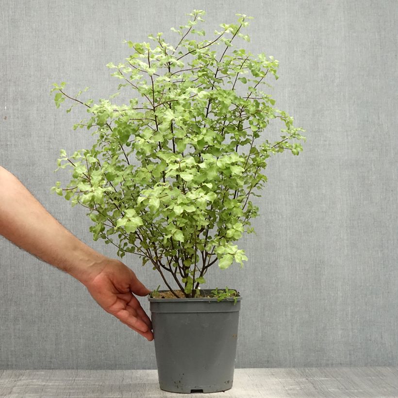 Pittosporum tenuifolium Green Elf - Kohuhu 4L/5L potShipped height around 50cm sample as delivered in spring