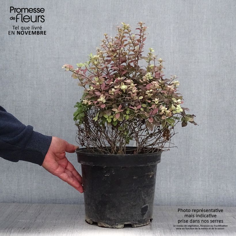 Pittosporum tenuifolium Tom Thumb - Pittosporum à petites feuilles Pot de 7.5L/10L Boule 30/40cm sample as delivered in autumn