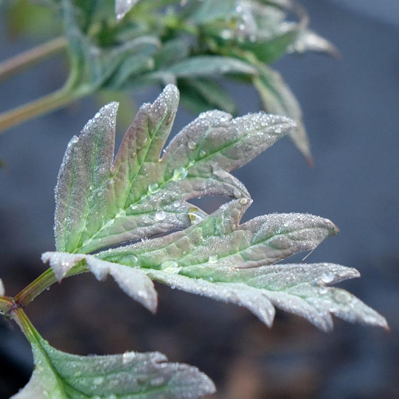 Paeonia lutea Hai Huang - Tree Peony (Foliage)