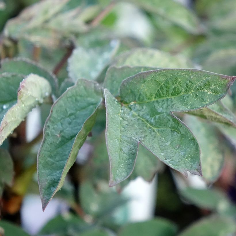 Paeonia suffruticosa Cai Hui - Tree Peony (Foliage)