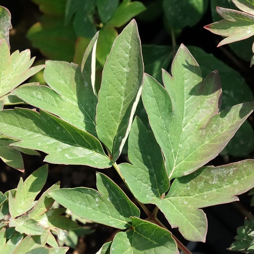 Paeonia suffruticosa Luo Yang Hong (Foliage)